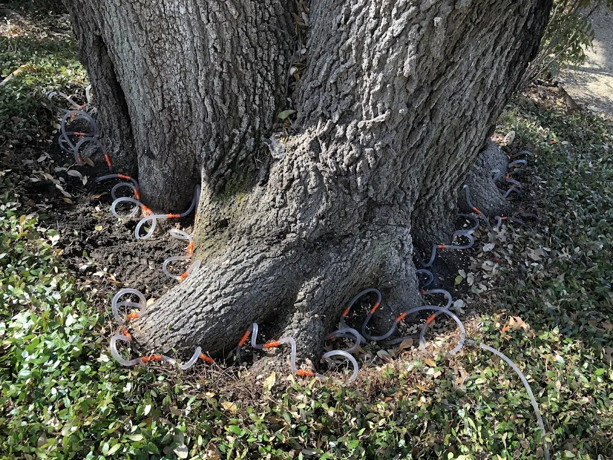 Detailed Tree Cabling and Bracing job site in Chagrin Falls