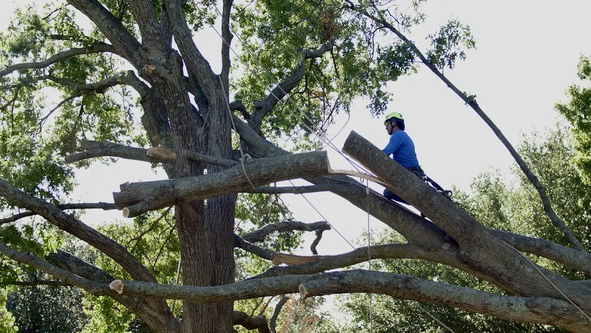 Professional Hazardous Tree Removal performed by certified arborists in Chagrin Falls