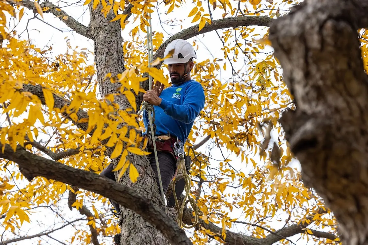 Skilled Tree Pruning crew working in Chagrin Falls